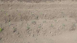 Tomates, ya es fecha