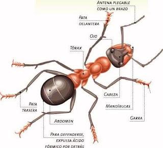 Hormigas y distancia