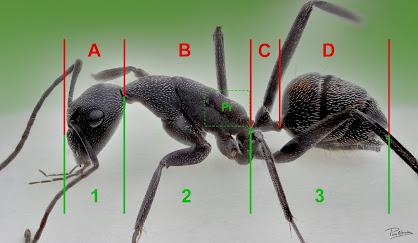 Hormigas y distancia