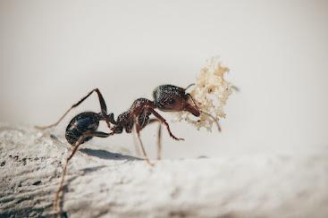 Hormigas y distancia