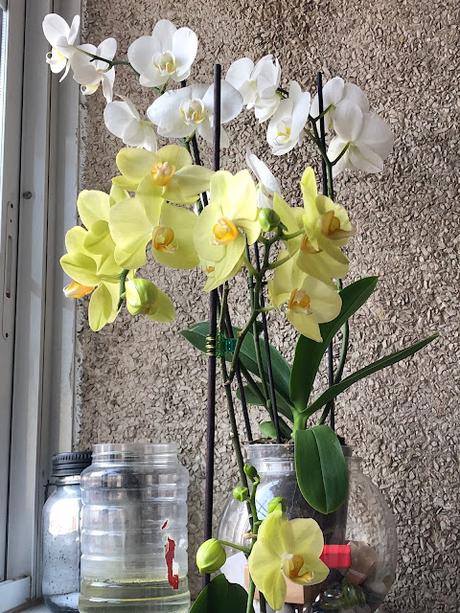 🪷 Entre flores 🪷