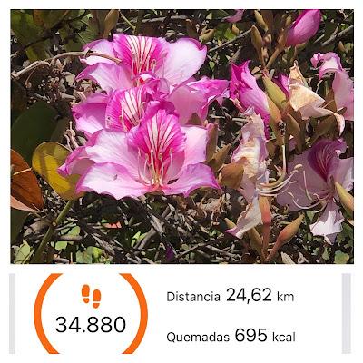 🪷 Entre flores 🪷