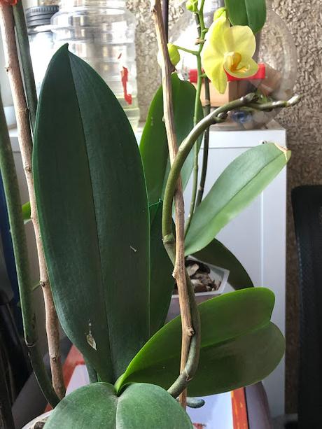 🪷 Entre flores 🪷