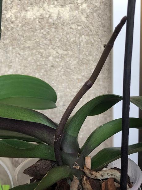 🪷 Entre flores 🪷