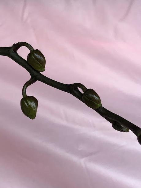 🪷 Entre flores 🪷