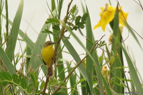 Doradito pardo (Pseudocolopteryx dinelliana)