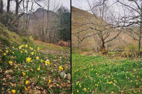 Cuiña y El Campanario desde Tejedo de Ancares