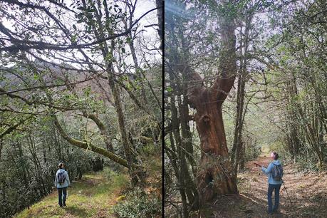 Cuiña y El Campanario desde Tejedo de Ancares