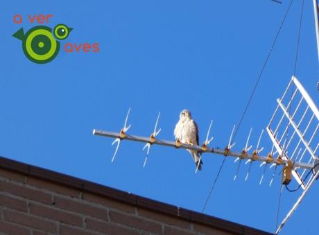 “Apuntamos de nuevo a nuestros escolares/hijos para que sigan conociendo la biodiversidad que les rodea”