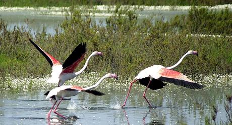 El Impacto Humano en el Parque Nacional de Doñana. 9