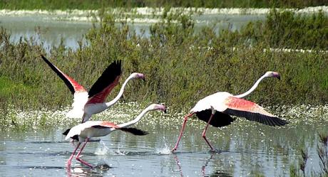 El Impacto Humano en el Parque Nacional de Doñana. 10