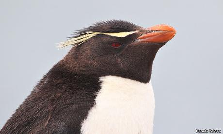 Isla Pingüino (febrero 2022)