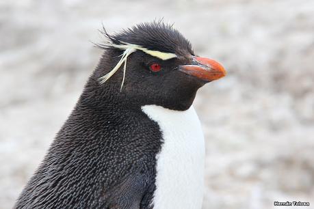 Isla Pingüino (febrero 2022)