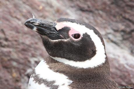 Isla Pingüino (febrero 2022)