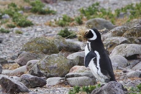 Isla Pingüino (febrero 2022)