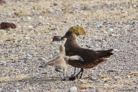 Isla Pingüino (febrero 2022)