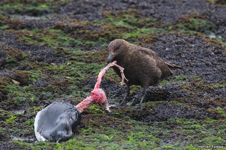 Isla Pingüino (febrero 2022)