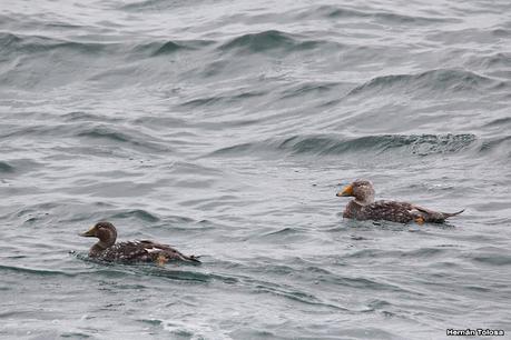 Isla Pingüino (febrero 2022)