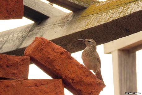 Isla Pingüino (febrero 2022)