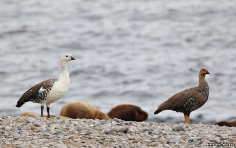 Isla Pingüino (febrero 2022)