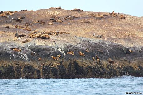 Isla Pingüino (febrero 2022)