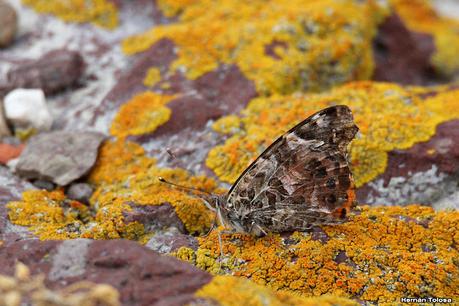 Isla Pingüino (febrero 2022)