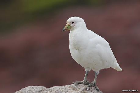 Isla Pingüino (febrero 2022)