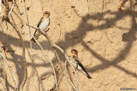 Golondrina cabeza rojiza (Alopochelidon fucata)
