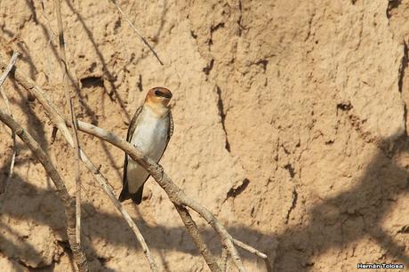 Golondrina cabeza rojiza (Alopochelidon fucata)