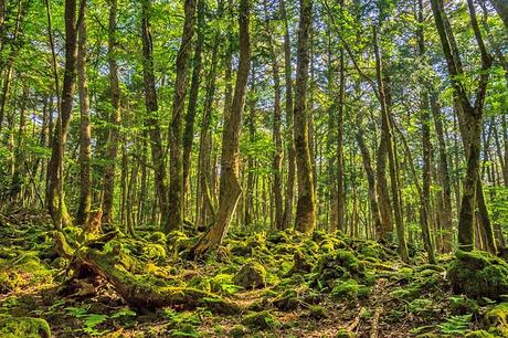 Explorando el monte Fuji: una guía para visitantes Explorando el monte Fuji: una guía para visitantes