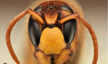 Abeja asiática gigante llegó a Barcelona en barco Abeja asiática gigante llegó a Barcelona en barco