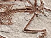 #Científicos revelan detalles sobre esqueletos #murciélagos fosilizados