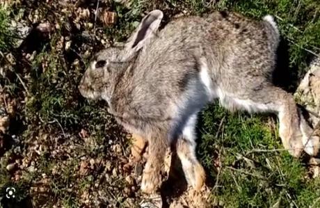 Más de una docena de conejos muertos en el Turó Parc de Barcelona Más de una docena de conejos muertos en el Turó Parc de Barcelona