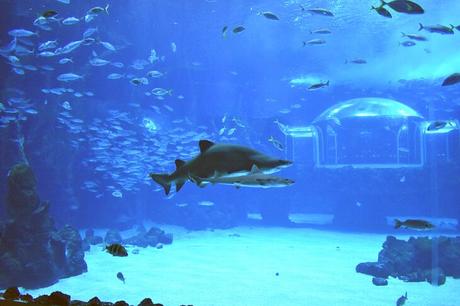 Las 12 cosas mejor valoradas para hacer en Gran Canaria