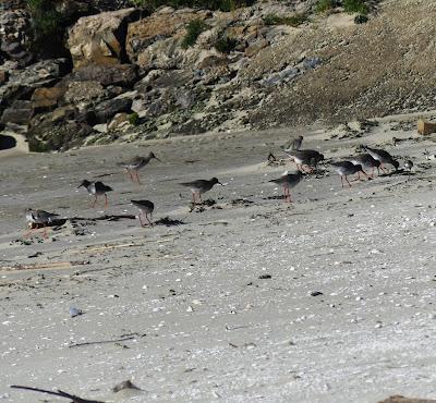 Vientos del este y archibebes