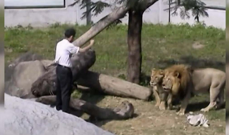 #RELIGIONES:  |  #Pastor intenta “convertir” al #cristianismo a #leones y termina en hospital