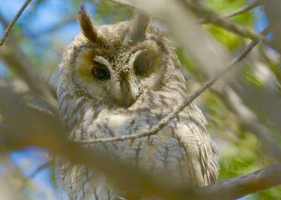Búho chico