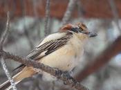 Alcaudón común, perjudicado