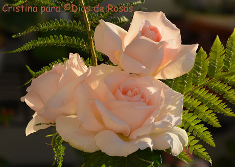 Rosa 'Chandos Beauty' de Harkness.