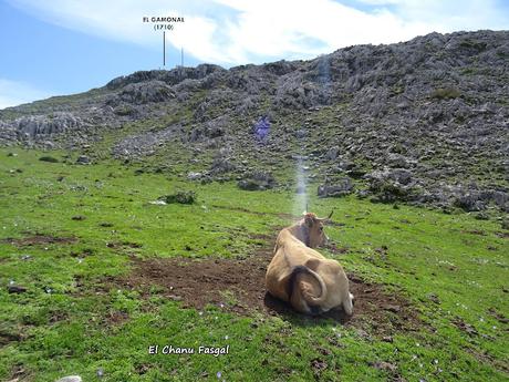 L´Angliru-El Cagachoneiru-Braña Mortera-El Gamonal