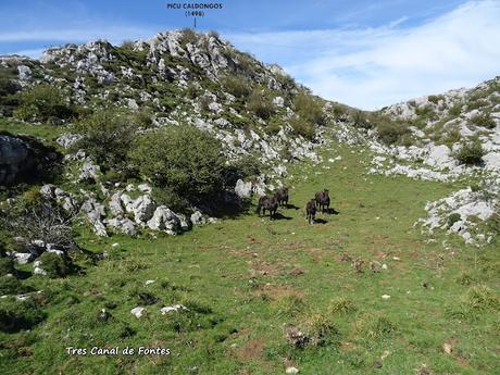 L´Angliru-El Cagachoneiru-Braña Mortera-El Gamonal