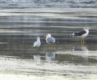 Viejos conocidos y nuevos inquilinos