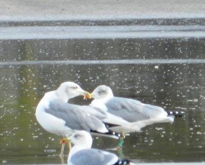 Viejos conocidos y nuevos inquilinos