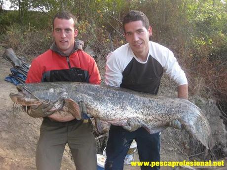sumec-waller PESCANDO AL PELLET