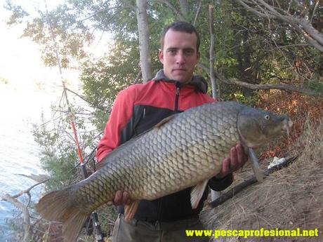 carpa comun PESCANDO AL PELLET
