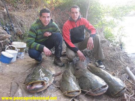siluros del ebro PESCANDO AL PELLET