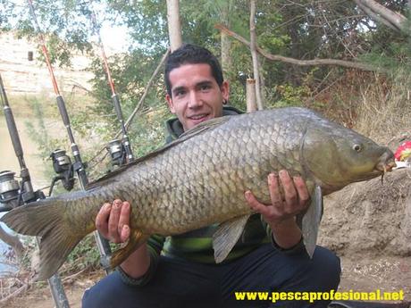 carpones PESCANDO AL PELLET