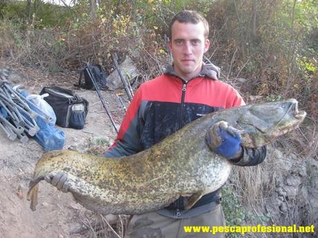 sumec-silure PESCANDO AL PELLET