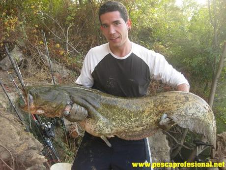 wels catfish PESCANDO AL PELLET