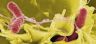 La Salmonela y cómo se desarrolla